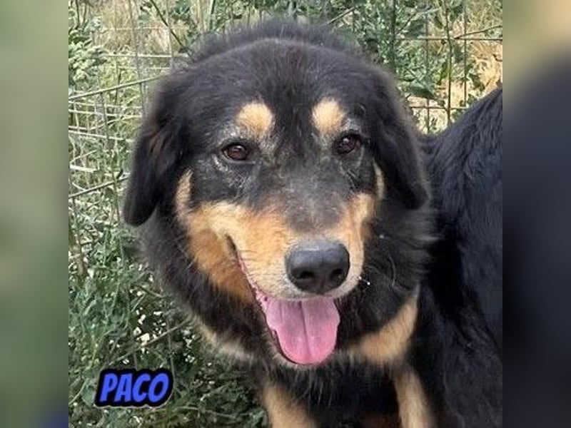 Paco, 10/22 - hübscher Rüde sucht 2te Chance