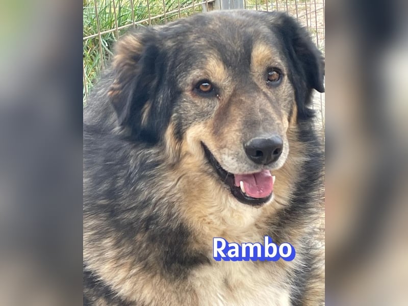 Rambo 01/22 - aktives Moppelchen sucht Diätpartner