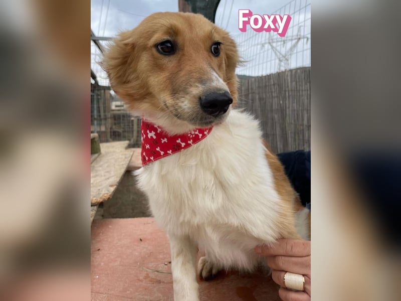 Foxy - verschmust, verspielt, anhänglich