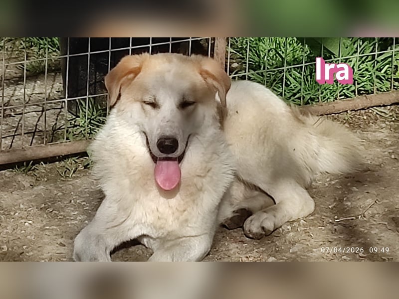 Ira – tapfere kleine Kämpferin sucht ihr Zuhause