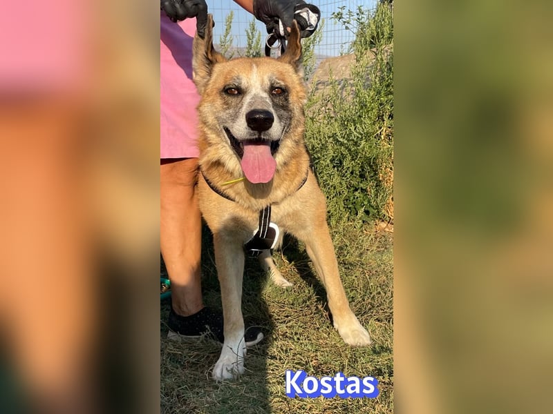 Kostas, 08/20 - ruhiger Rüde sucht Familie