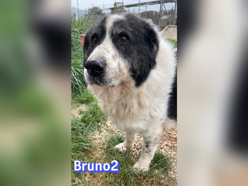Bruno 2 - Gnadenbrotplatz gesucht