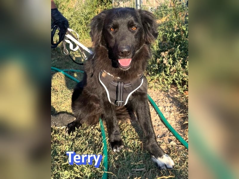 Terry, 09/24 - ruhiger Schatz sucht Familie