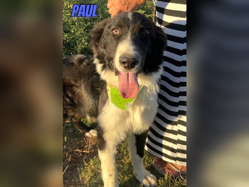 Paul, 10/25 - süßer Plüscher sucht Familie