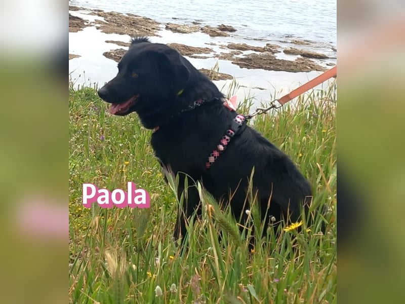 Paola - Ein Hund für Strandspaziergänge