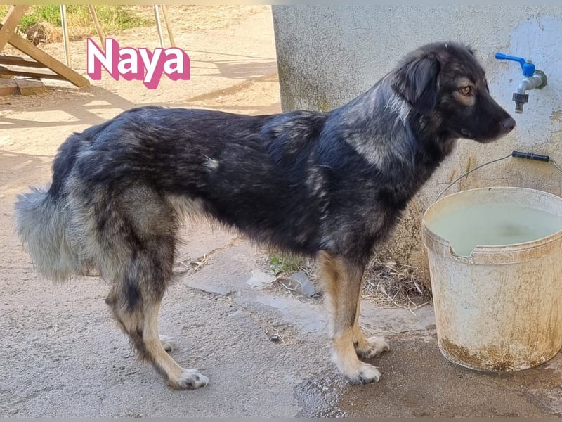 Naya, 11/24 - sportlicher Wuschel sucht Familie