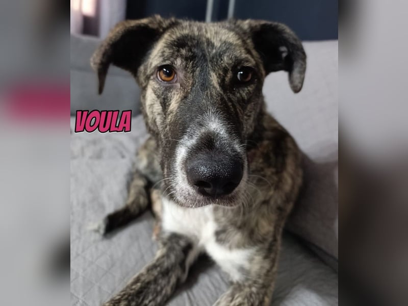 Voula, 10/25 - sanfte Seele sucht Familie