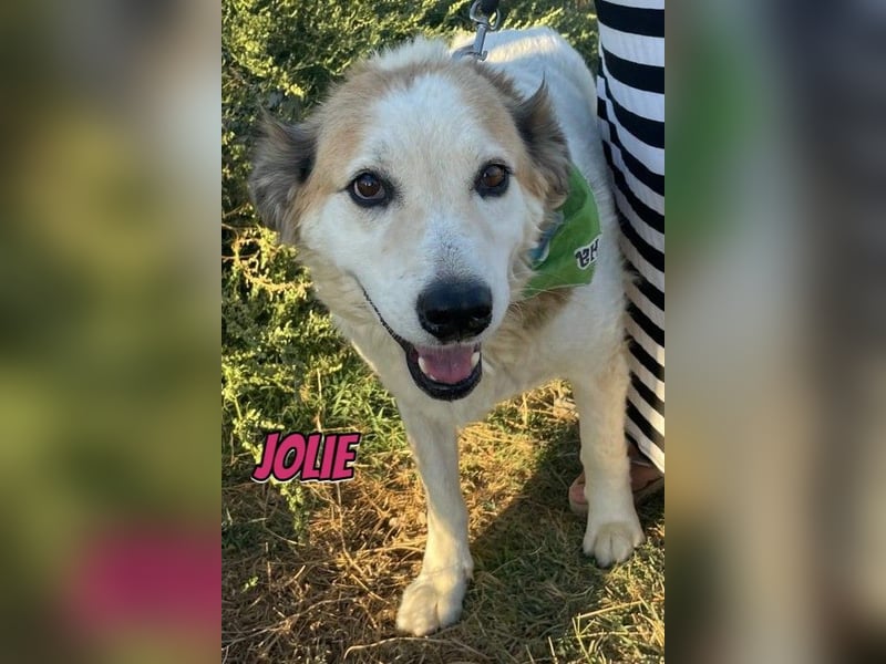 Jolie, 08/24 - süßes Mädel wartet auf ihre Menschen