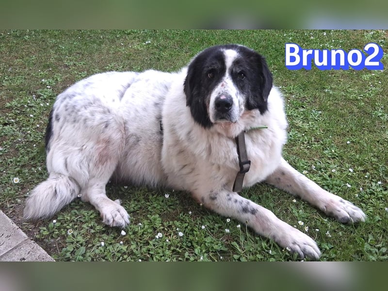 Bruno2, 10/17 - gemütlicher Senior wartet in 85276 Pfaffenhofen a. d. Ilm