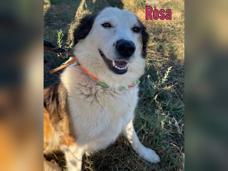 Rosa, 12/23 - sanfte Seele sucht Zuhause