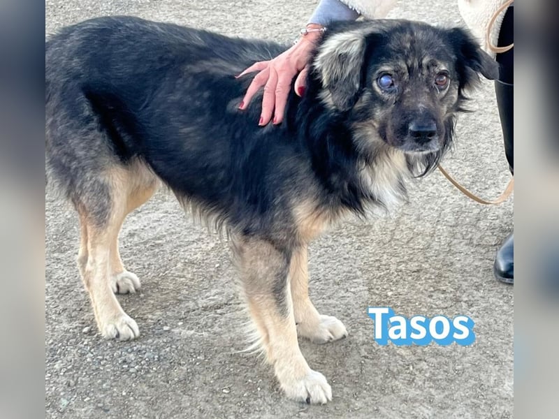 Tasos, 01/22 - durch Menschen verlor er sein Augenlicht