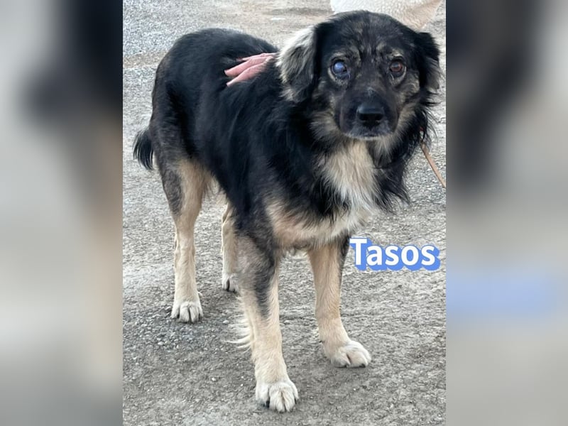 Tasos, 01/22 - durch Menschen verlor er sein Augenlicht