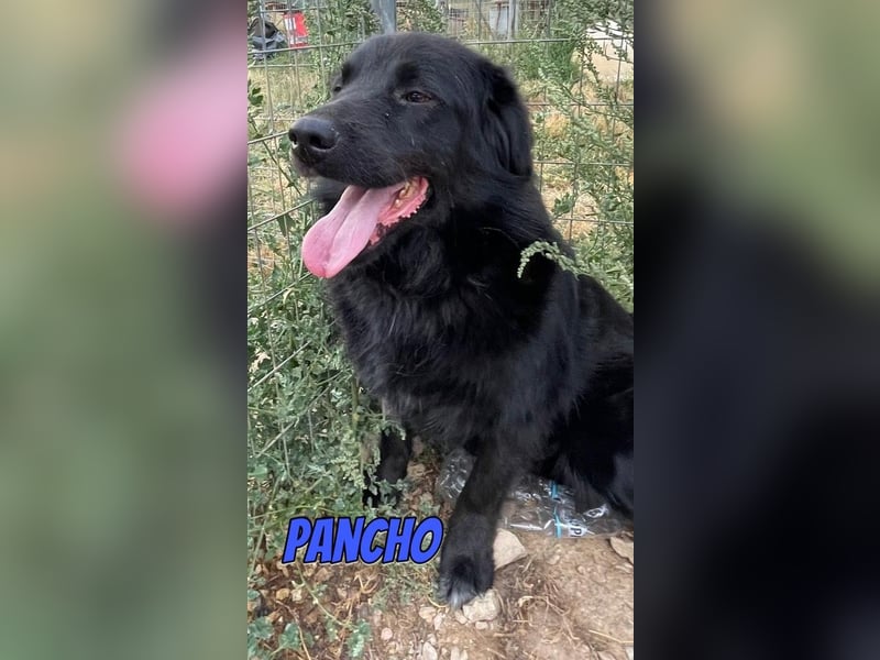 Pancho, 10/22 - schwarzes Bärchen sucht Familie