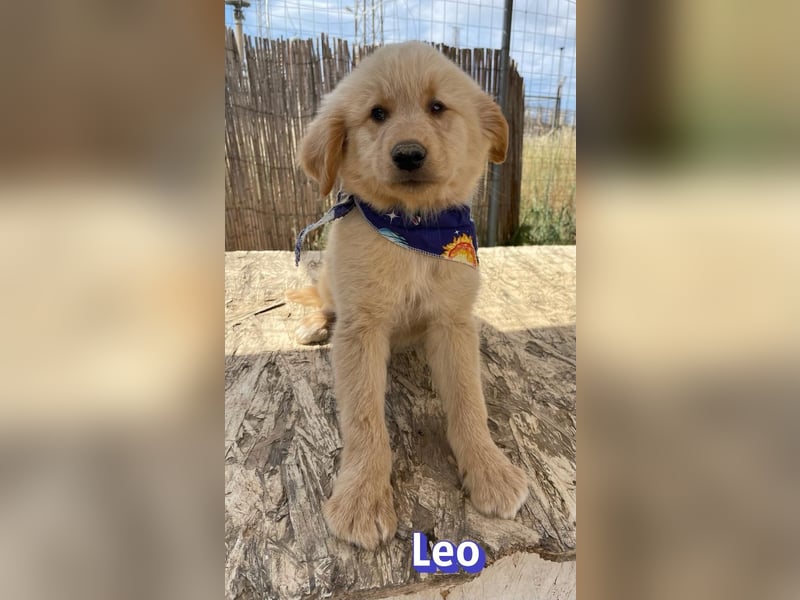 Leo, 02/26 - Zukunft gesucht
