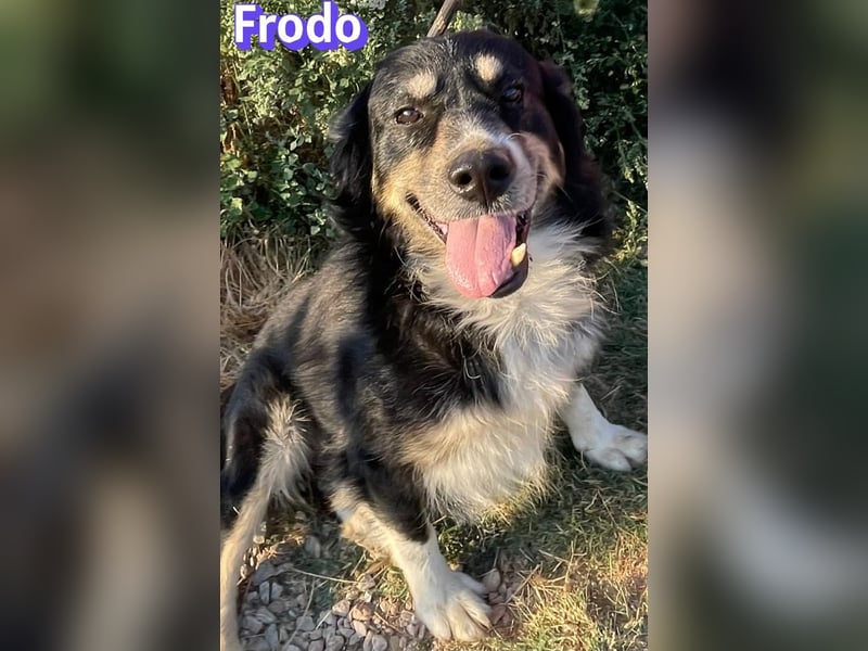 Frodo, 01/24 - Lebensfreude auf 4 Pfoten