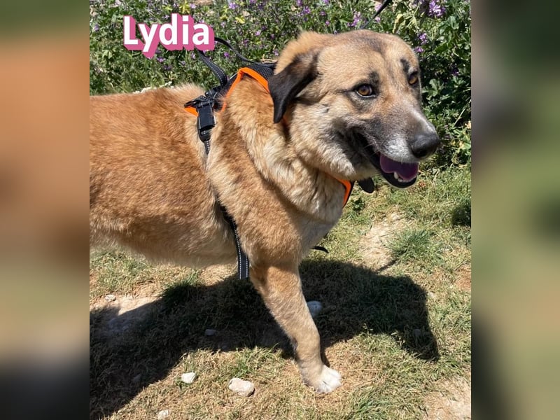 Lydia, 05/23 - gemütliche Schmusemaus sucht Familie