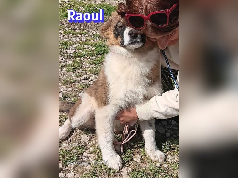Raoul - verschmust, verspielt, anhänglich