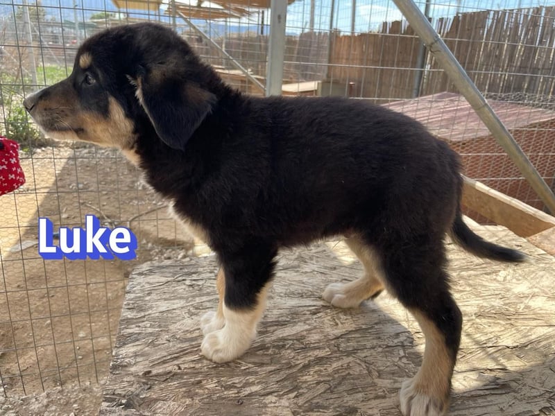 Luke, 02/26 - hübscher Kerl sucht Zuhause