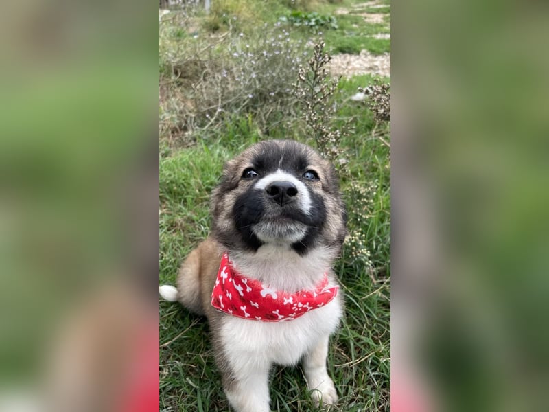 Betty - aufgeweckt und freundlich