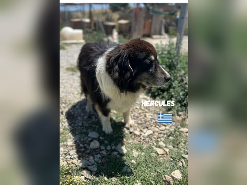 Herkules - Eine griechsiche Legende sucht sein Zuhause