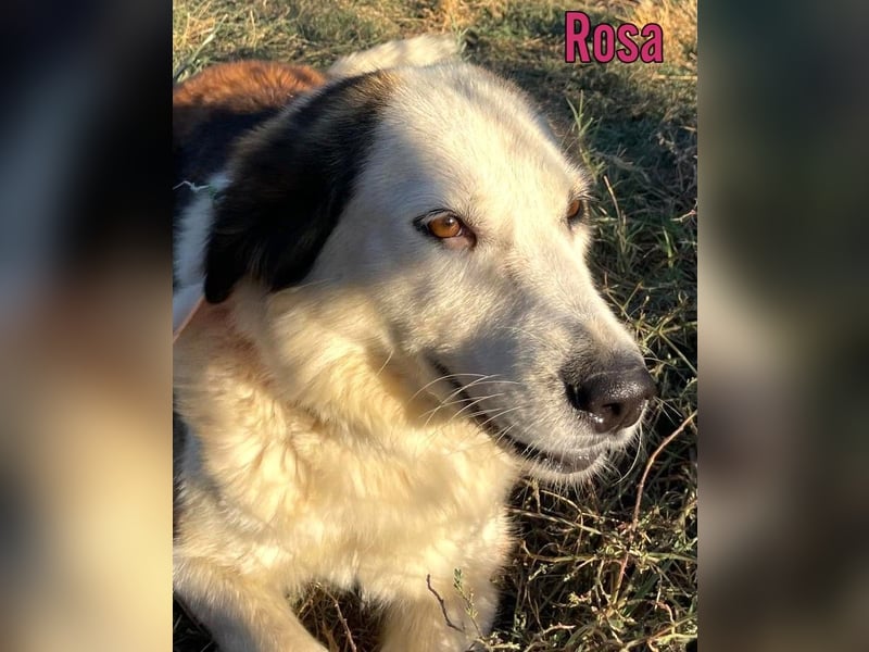 Rosa, 12/23 - sanfte Seele sucht Zuhause