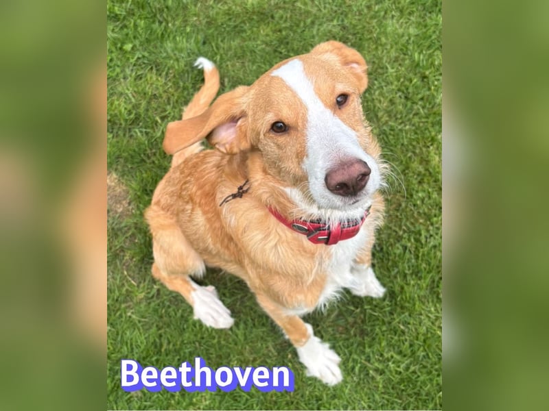 Beethoven, 10/25 - sportlicher Herzenshund sucht Für-immer-Zuhause