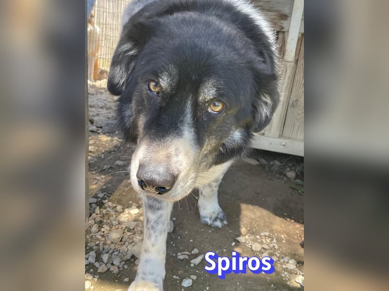 Spiros, 01/23 - wuscheliger, schlauer Gefährte sucht seine Menschen
