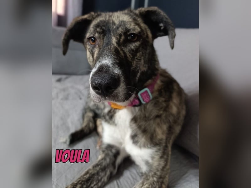 Voula, 10/25 - sanfte Seele sucht Familie