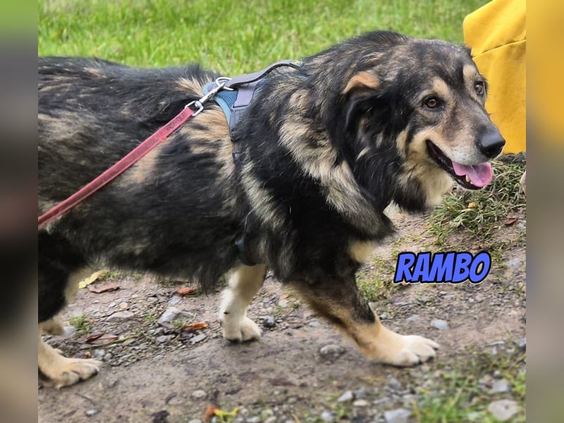 Rambo, 04/22 - ruhiges Bärchen wartet in 91413 Unternesselbach