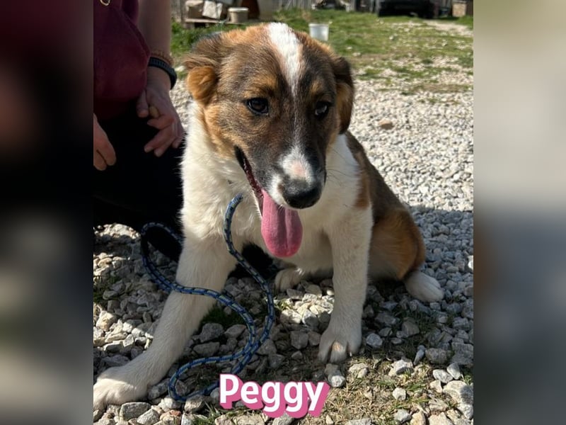 Peggy - verschmust, verspielt, anhänglich