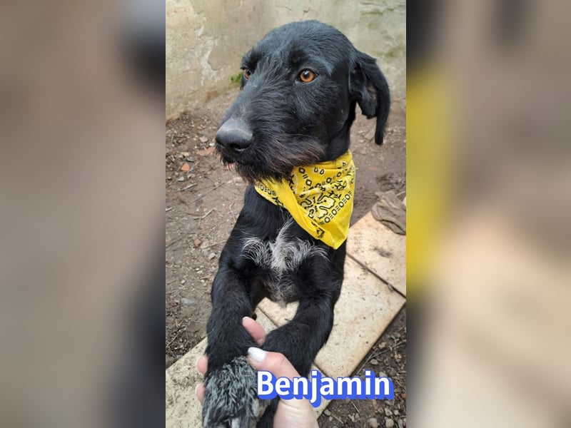 Benjamin - Verlorenes Herz sucht sein Glück
