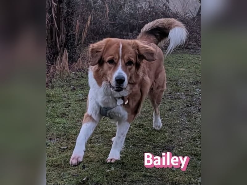 Bailey 04/24 - charakterstarke Hündin sucht neues Zuhause