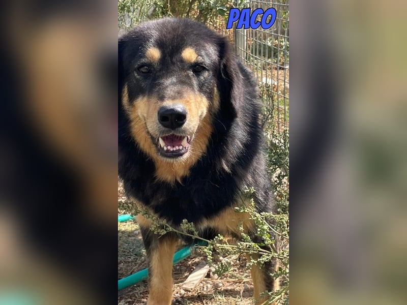 Paco, 10/22 - hübscher Rüde sucht 2te Chance