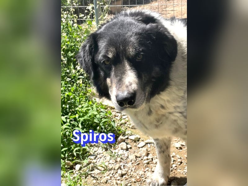 Spiros, 01/23 - wuscheliger, schlauer Gefährte sucht seine Menschen