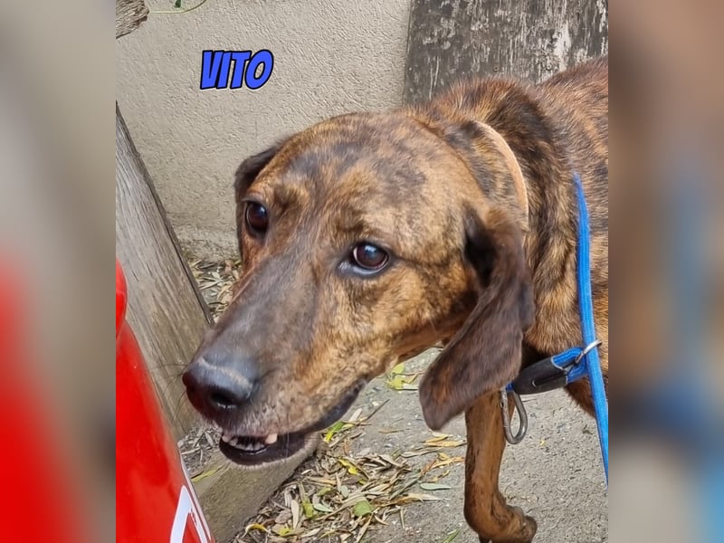 Vito, 10/24 - lieber Eyecatcher sucht Familie