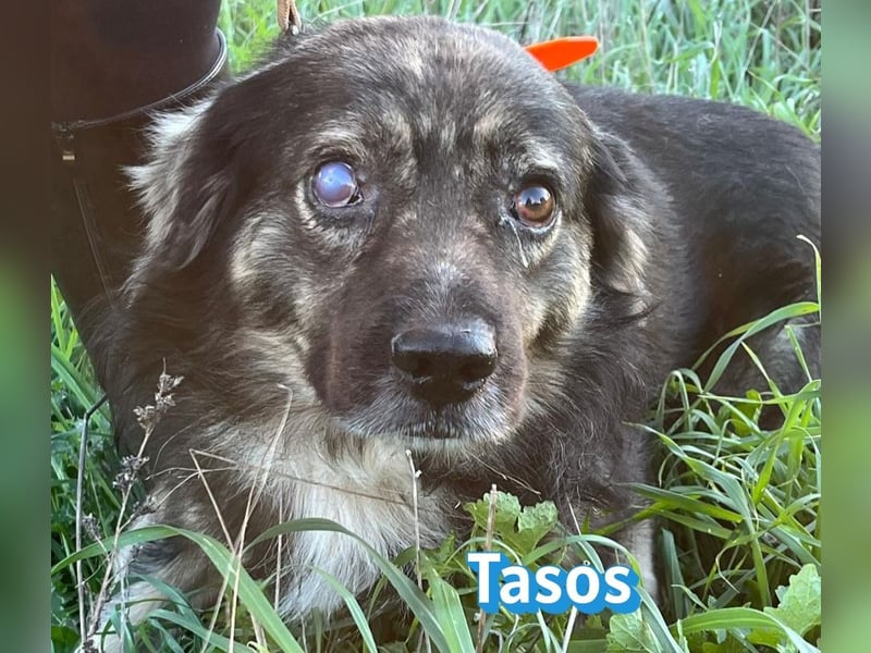 Tasos, 01/22 - durch Menschen verlor er sein Augenlicht