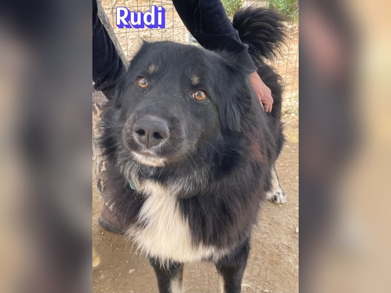 Rudi, 02/24 - liebevoller Wuschel sucht Familie