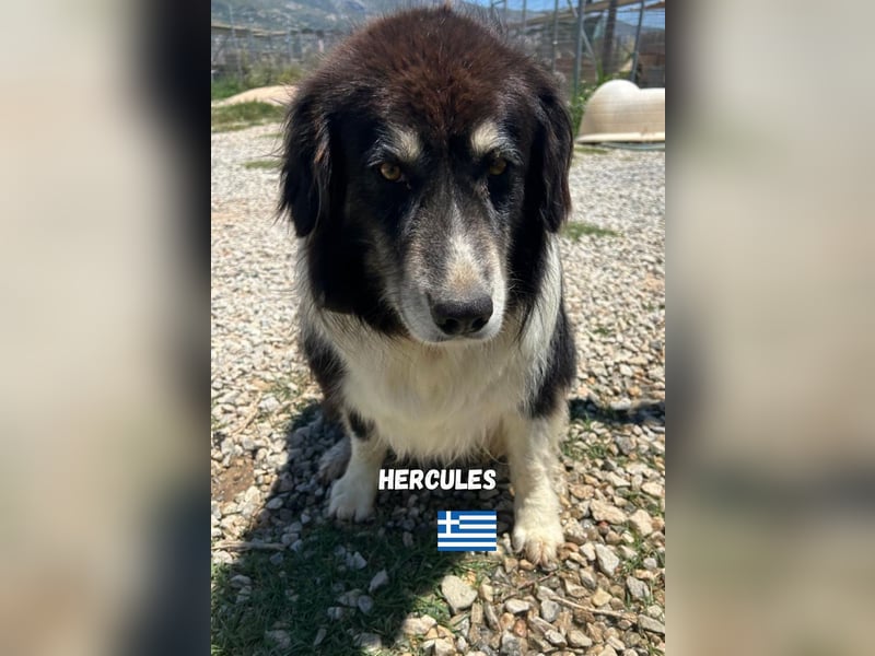 Herkules - Eine griechsiche Legende sucht sein Zuhause