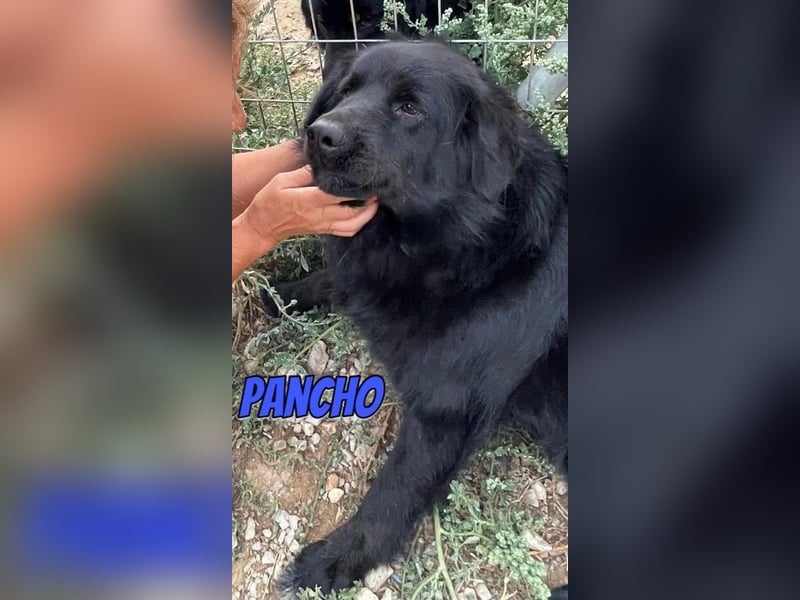 Pancho, 10/22 - schwarzes Bärchen sucht Familie