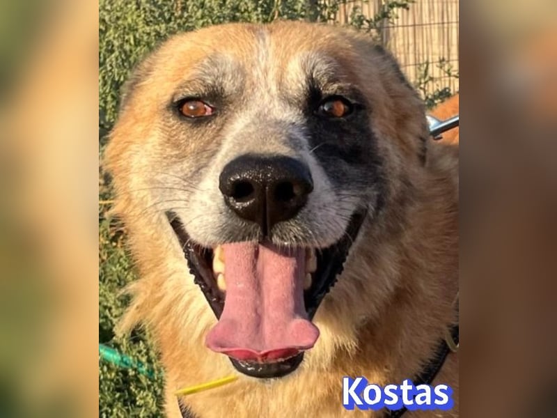 Kostas, 08/20 - ruhiger Rüde sucht Familie