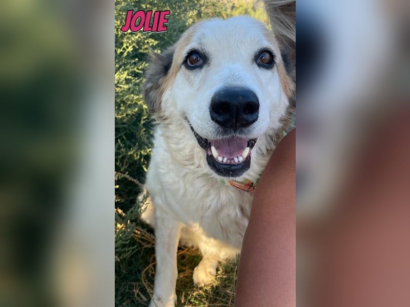 Jolie, 08/24 - süßes Mädel wartet auf ihre Menschen