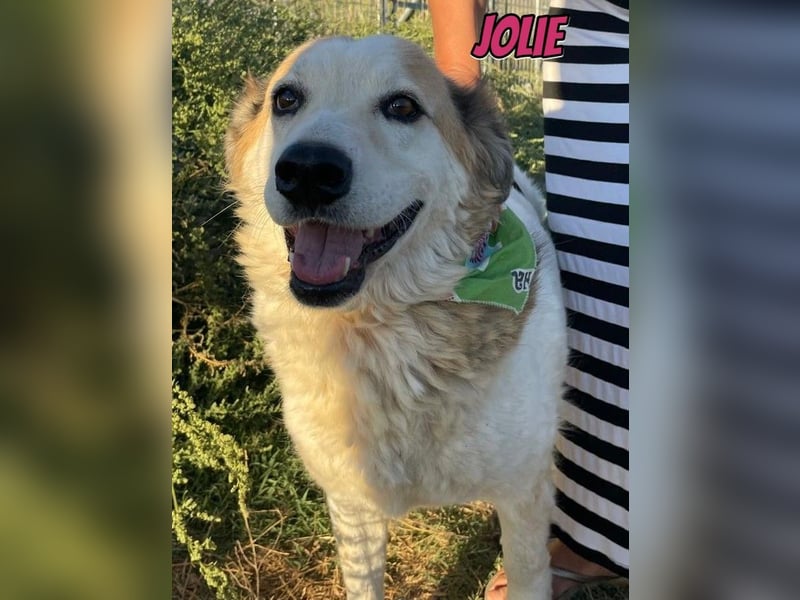 Jolie, 08/24 - süßes Mädel wartet auf ihre Menschen
