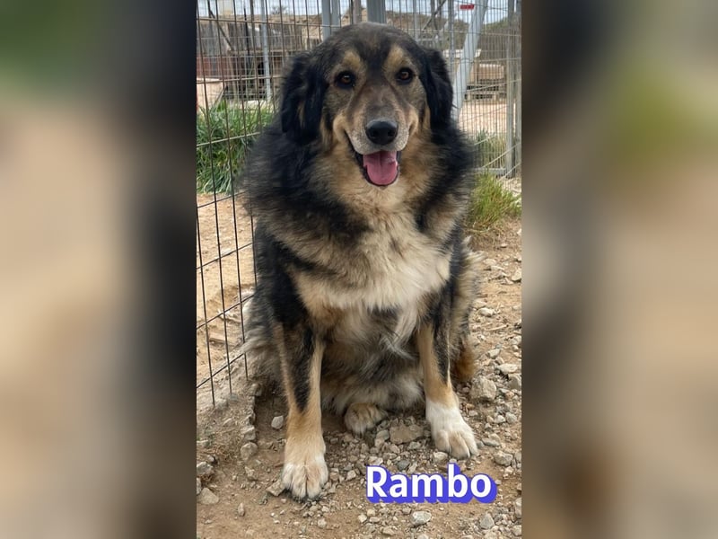 Rambo 01/22 - aktives Moppelchen sucht Diätpartner