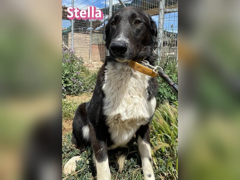 Stella, 01/24 - schüchterne Maus sucht Familie