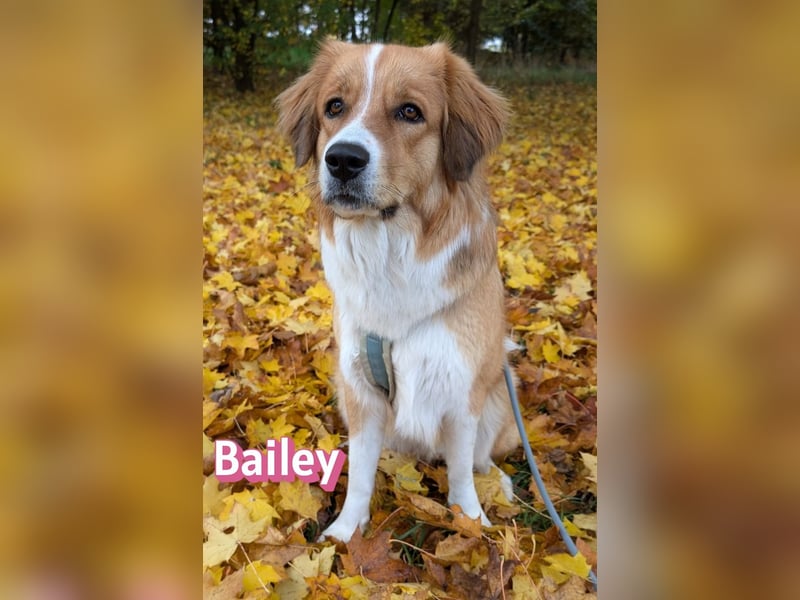 Bailey 04/24 - charakterstarke Hündin sucht neues Zuhause