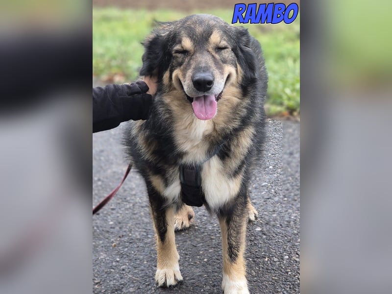 Rambo, 04/22 - ruhiges Bärchen wartet in 91413 Unternesselbach
