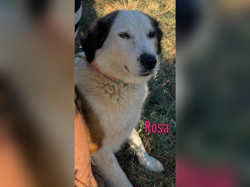 Rosa, 12/23 - sanfte Seele sucht Zuhause