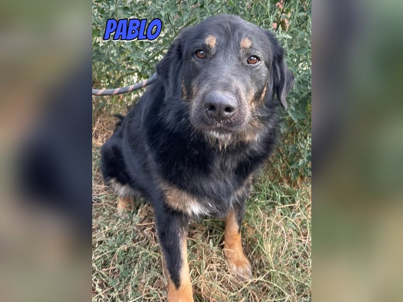 Pablo, 10/22 - ruhiger Rüde sucht Familie