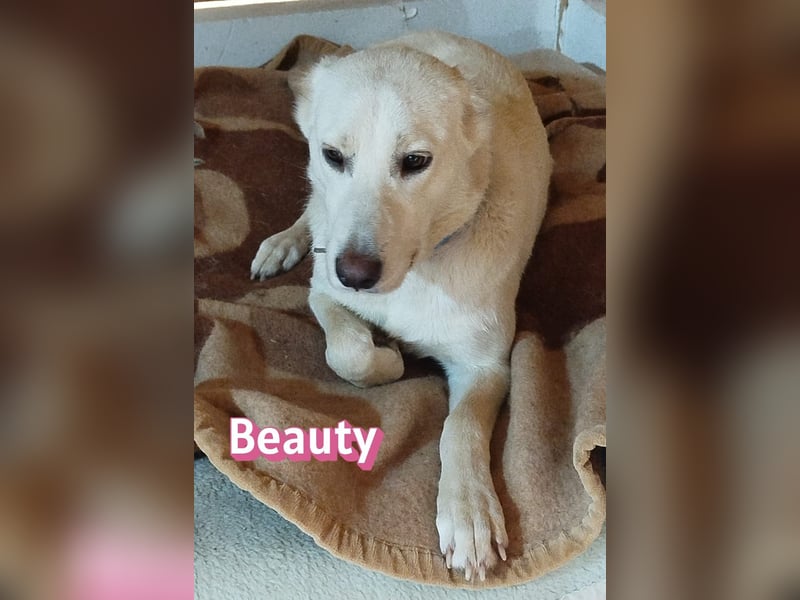 Beauty - sensibel, freundlich, neugierig; Handicap