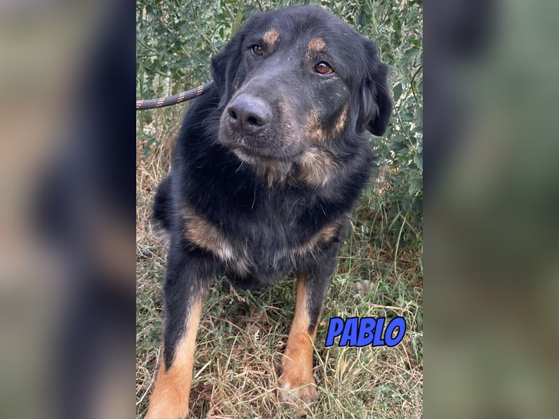 Pablo, 10/22 - ruhiger Rüde sucht Familie